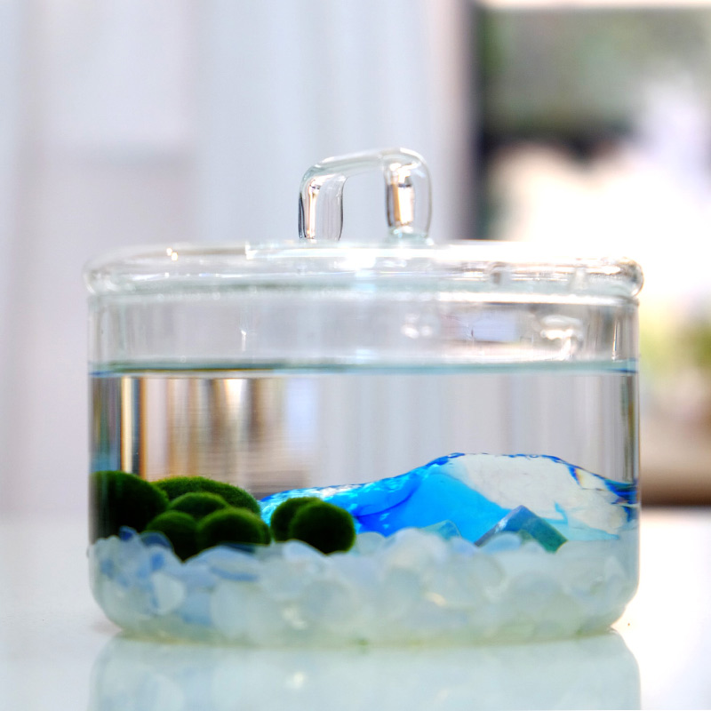 Marimo Marimo Seaweed Ball Microscape Eco Bottle Green Ball Algae Indoor Mini Hydroponic Plant Acchill