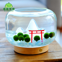 Day Style Warm Mountain Residence Mariimo Seaweed Ball Diy Microscape Desktop Plant Potted Creative Gift Night Light Pendulum