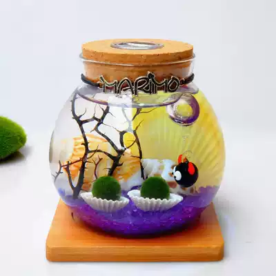 marimo marimo seaweed ball micro-landscape ecological bottle ball algae potted indoor hydroponic plant nutrient solution