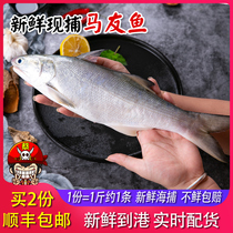 Fresh afternoon fish seafood aquatic products fresh deep sea fish wild horse fish fresh afternoon bamboo shoots fish 2 packets Shunfeng