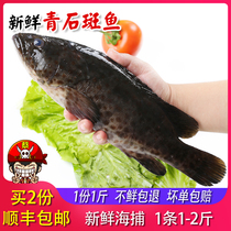 Captain Cai seafood aquatic fish sea catching green spots authentic fresh sea grouper 1-2 jin