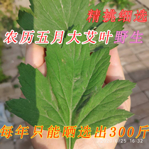 Wormwood leaf wormwood leaf wormwood dry mozi sweat postpartum bath get rid of damp and cold farm wild May household foot bath bag