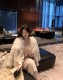 Zhao Baoni's version of the winning saga imported agate fox car fox fur coat for women winter new style noble fur