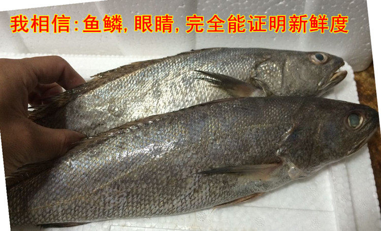 海鲜鱼名字,河里,手指(第2页)_大山谷图库