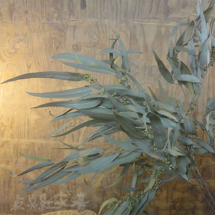 (Sharp Leaf Yougali) Dry flowers are naturally air-dried and pure natural