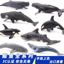 Simulation marine animal model whale sperm whale killer whale blue whale underwater world biological childrens toys