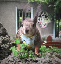 (Oreo)Squirrel clothes Squirrel belly is easy to wear Pikachu belly is cute and shameful