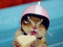 (Oreo)Golden flower squirrel Honey bag glider Hamster Bear helmet hat Motorcycle hat Hard hat Cute photo