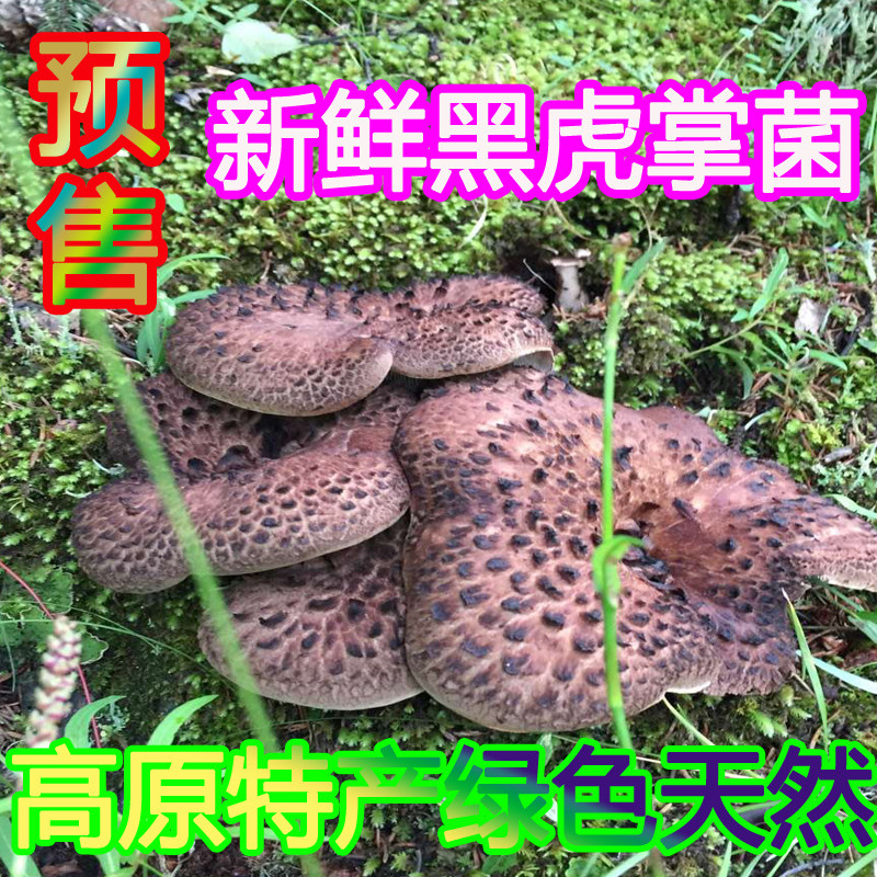 2022 Mystery Fresh Black Tiger Palm Palm Akiba Tanga Highland Export grade 1 kg