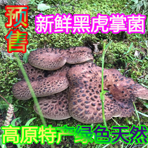 2022 Mystery Fresh Black Tiger Palm Palm Akiba Tanga Highland Export grade 1 kg