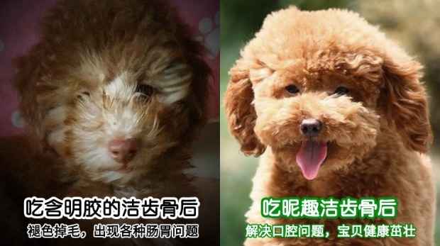 Vật nuôi DT 洁 洁 洁 洁 - Đồ ăn vặt cho chó thức ăn vặt cho chó	
