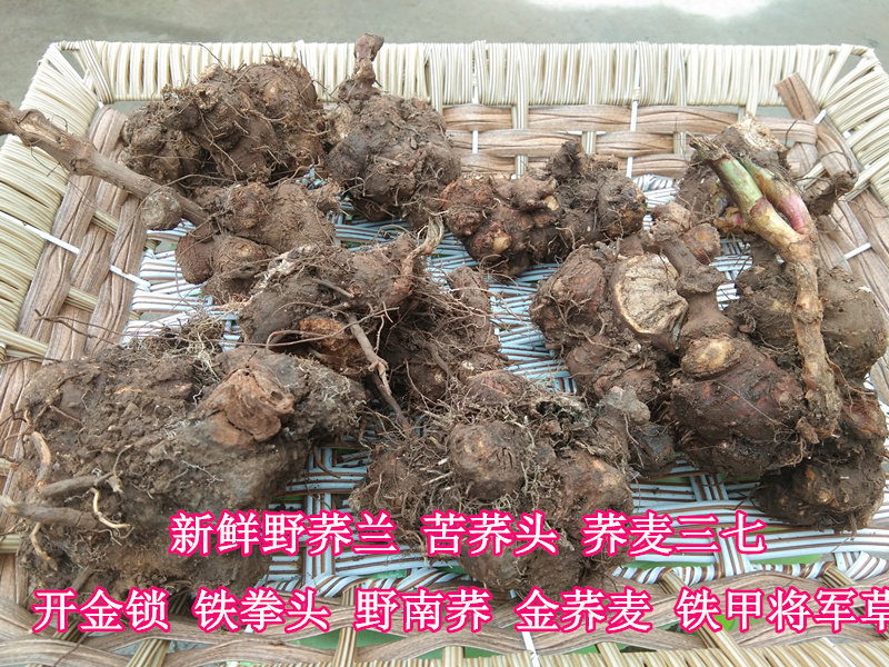 Guizhou Chinese herbal medicine materials wild buckwheat root 500g fresh Kaijin lock silver open wild South buckwheat gold buckwheat 37