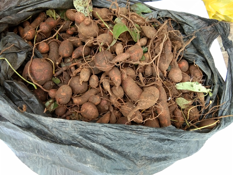 Guizhou Chinese herbal medicine ground bitter bile Fresh golden fruit olive green cow bile nine cattle bile Chinese herbal medicine mountain ci mushroom 500g