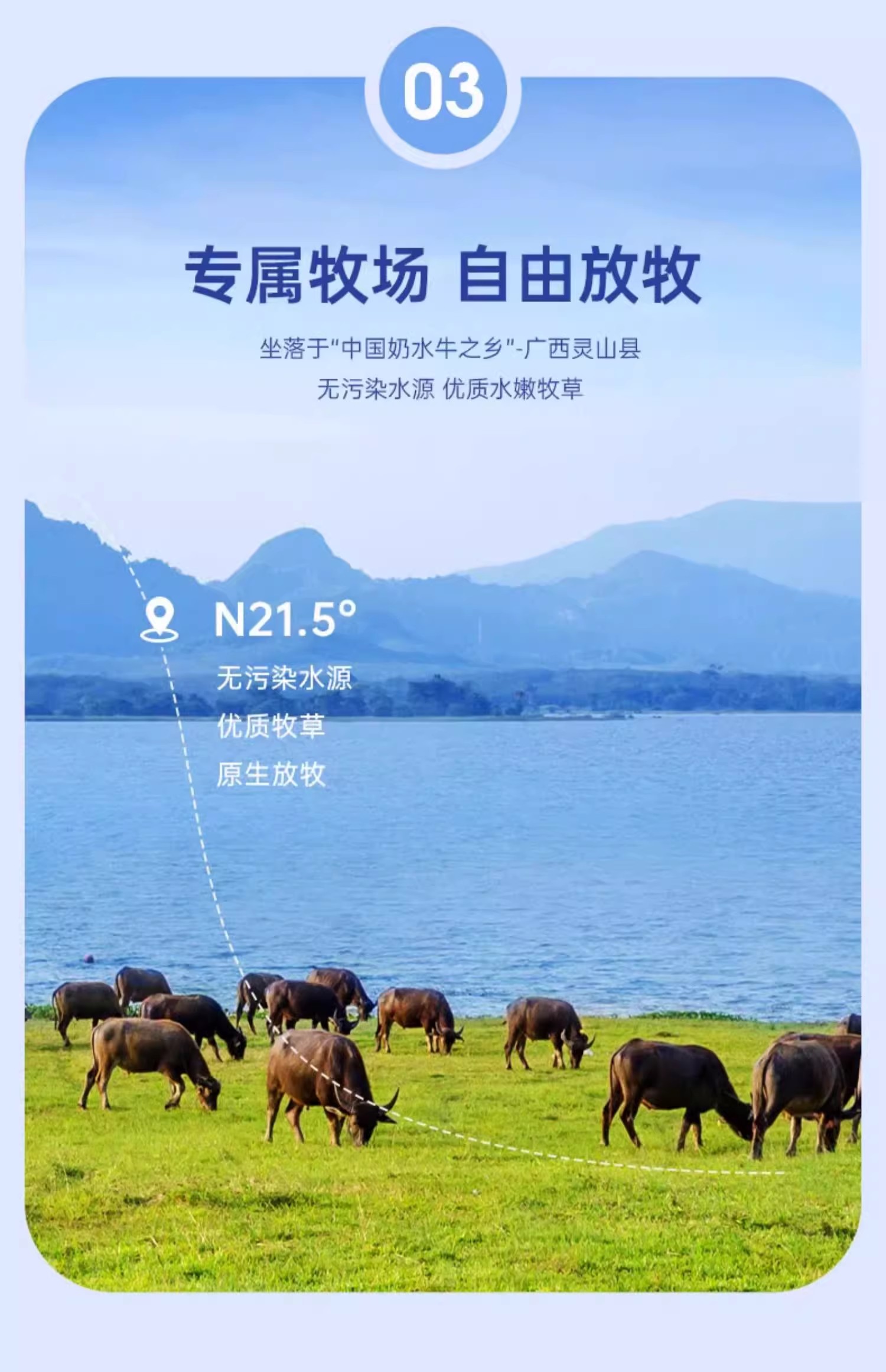 安享好物 安享D级纯奶-百菲酪水牛高钙奶 国标