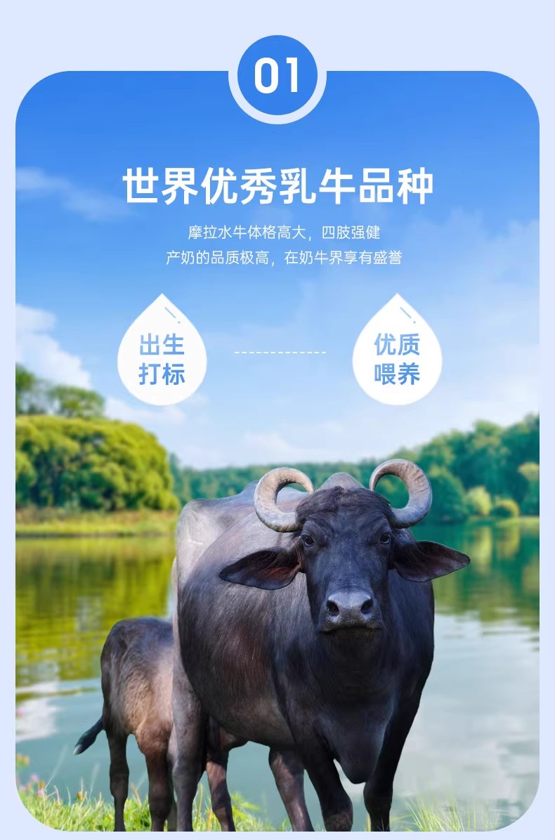 安享好物 安享D级纯奶-百菲酪水牛高钙奶 国标