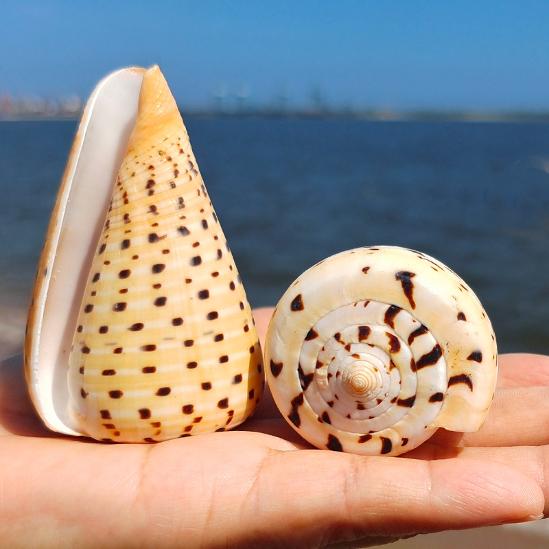 Natural Shells Sea Snail Yellow Corn Taro Snail Great Shells Collection Mercy CHILDREN FEATURED GIFT FISH TANK BUILDING STOCK SOURCE