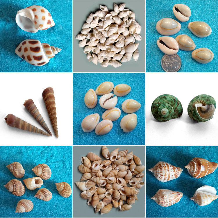 Natural conch shell Sea coin small shell diy material fish tank Landscaping floor decoration Featured gift