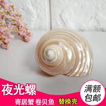 Natural conch shell Luminous snail Hermit crab roll shell fish replacement shell fish tank decoration Rong snail fish tank decoration