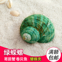 Natural shell conch Green salamander snail 2-5cm Hermit crab roll shellfish replacement shell handmade diy material fish tank landscaping