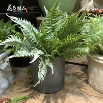 Simulation of Persian grass with Frost Toona leaf gray plant tropical landscape plant wall with grass Boston fern leaf Fern Tree