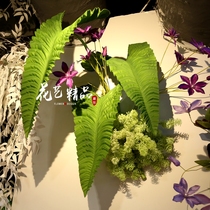 Customized floral landscaping plants feel turtle back red green leaves spring rain leaves Banana Birds Nest leaves fan keel leaves