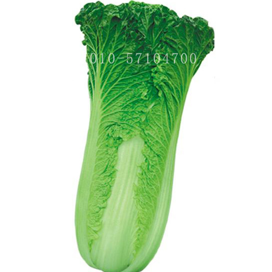 秋叶80白菜种子 青麻叶白菜种子高脚白菜种子秋播白菜籽 大白菜种子 叶菜类种子 在线商城 多又奇种子网