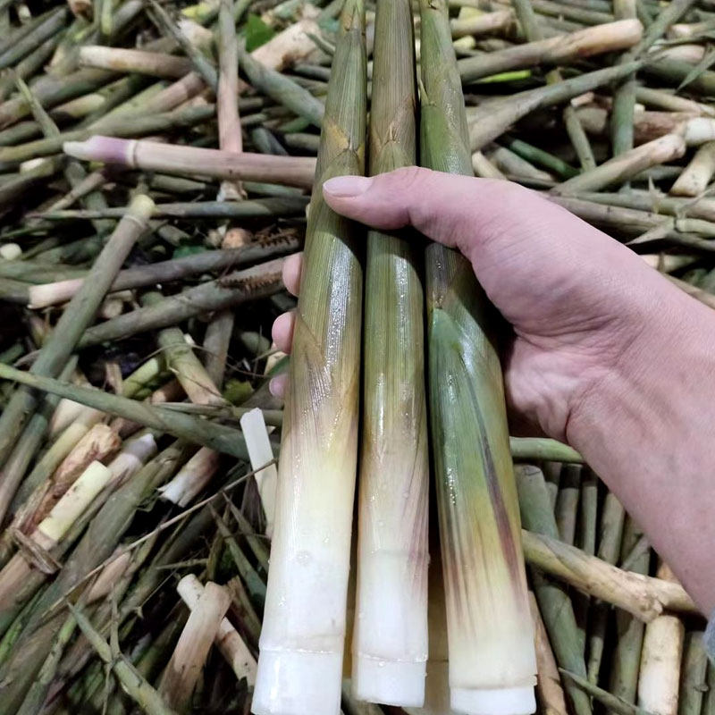 湖南野生竹笋:鲜嫩美味的自然馈赠--淘宝好物网