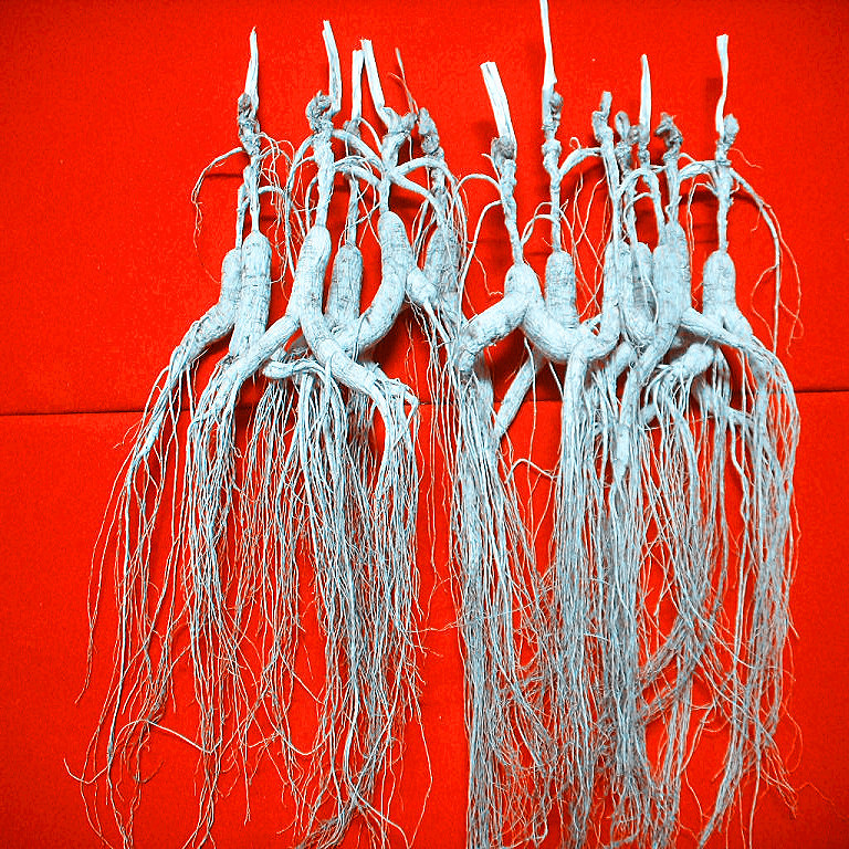 Long Baishan ginseng Jilin Laoshan Participation in the actual age of 13 years Lin Lower Mountain