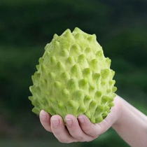 (SF Express) Hainan milk custard apple Buddha head fruit big eye custard apple fruit milk ice cream