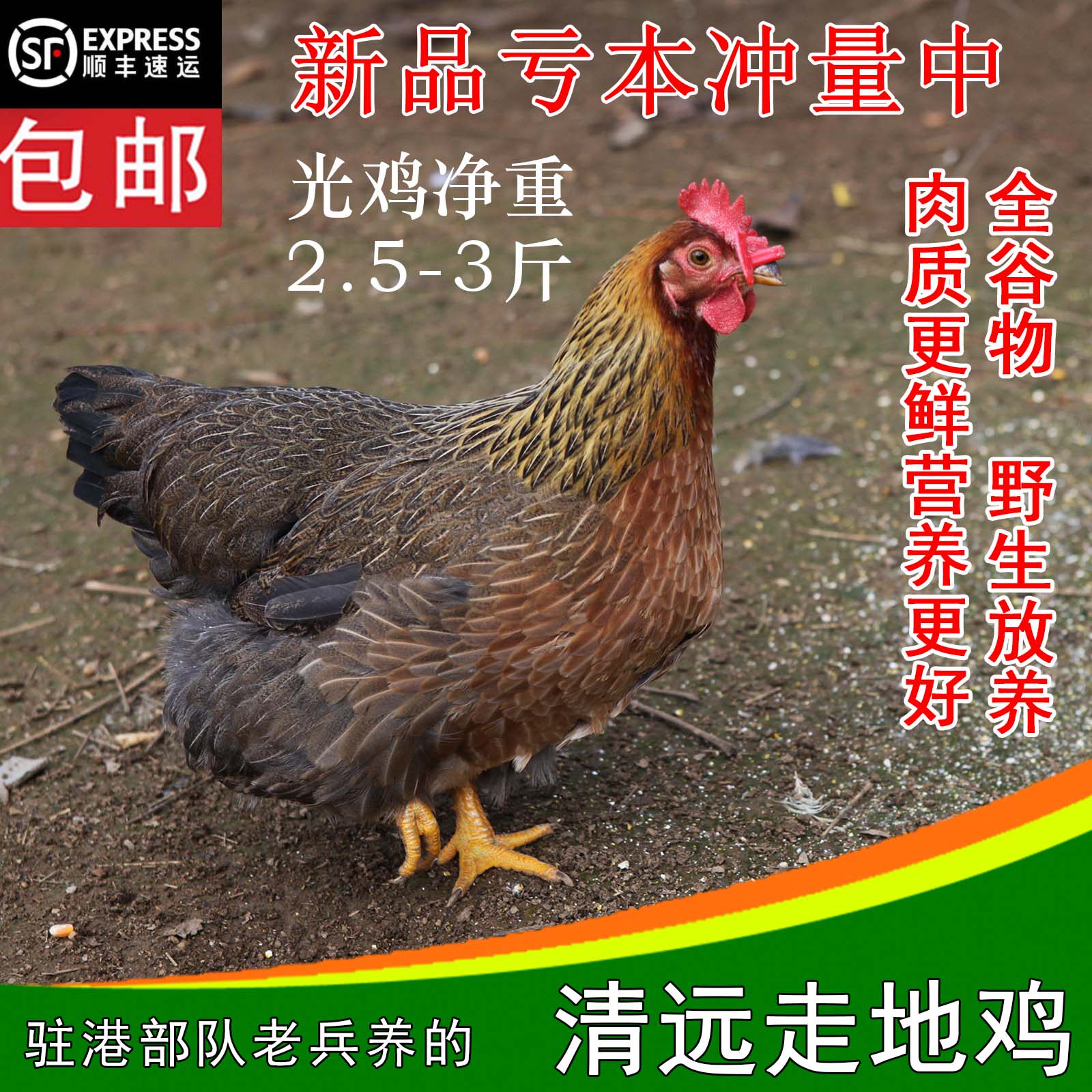 Qingyuan hemp chicken walking chicken hen three yellow chicken farmhouse free-range Qingyuan chicken fruit farm chicken shunfeng