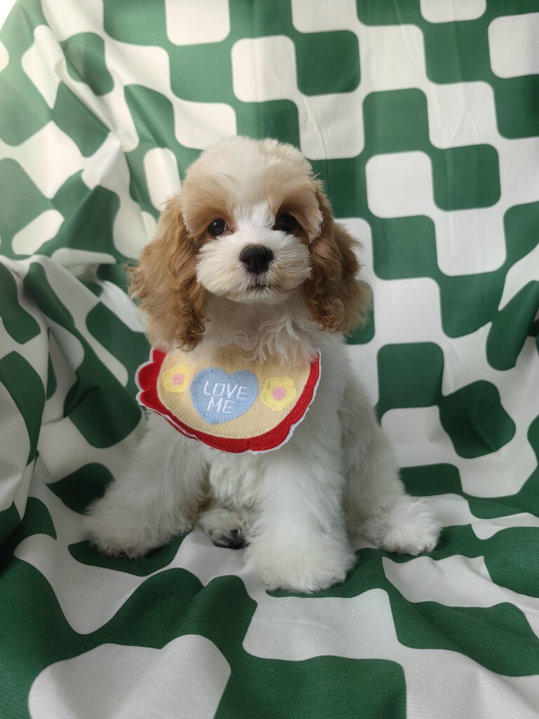 小燕总可卡布犬舍