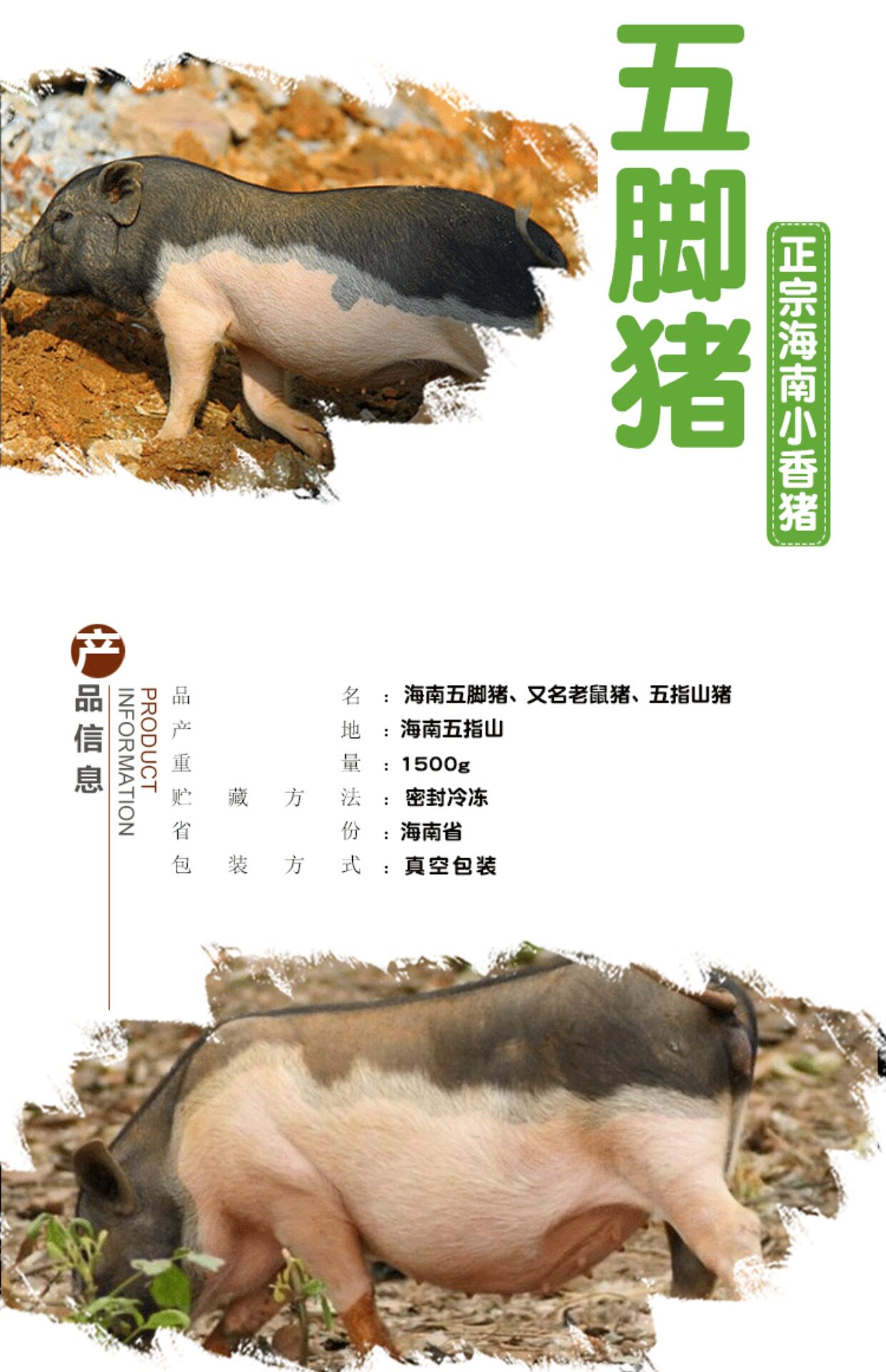 天五爪地五爪猪图片,猪天五爪地五爪图片,地五爪猪和天五爪_大山谷图库