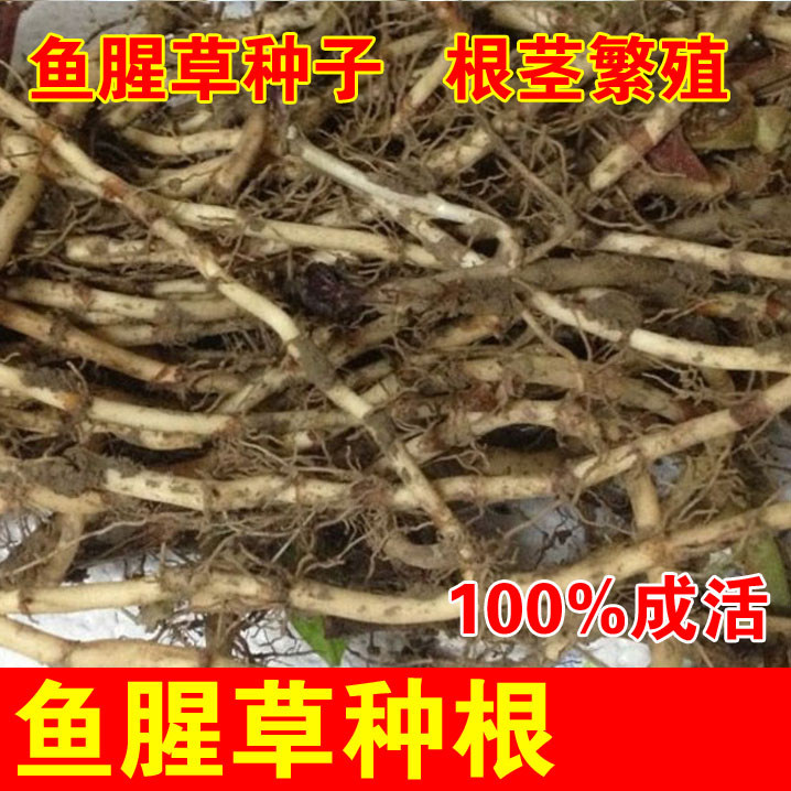 Houta Seed Folding Ear Root Lateral Ear Root root Seed Rootstock Cultivation Fast to live 500 roots