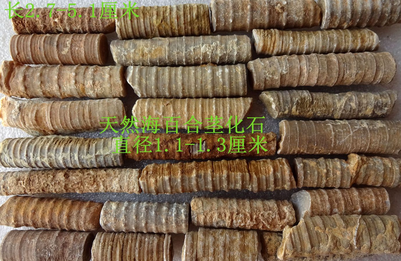 Original Ecological Strange Stone Ornamental Stone Ammonite Snail Animal Insect Boutique Sea Lily Stem Fish Fossil Rough Specimen 316