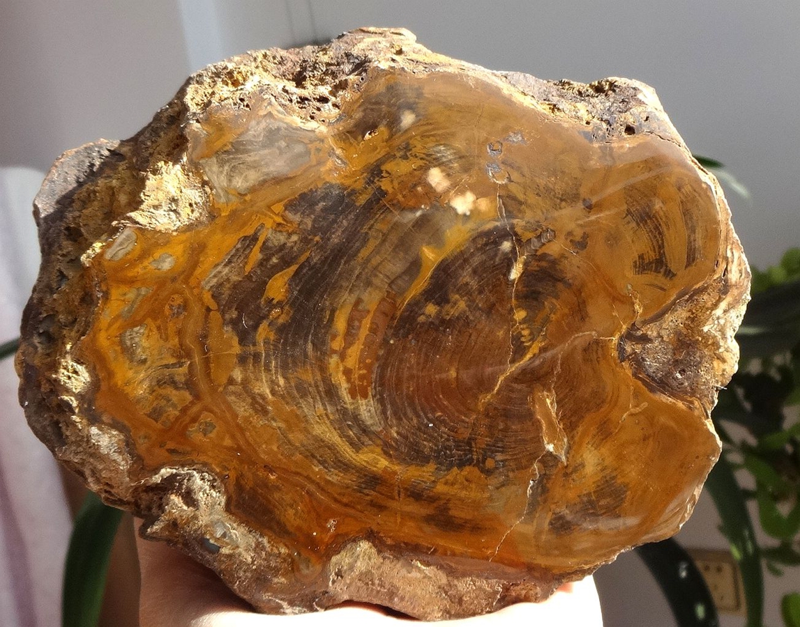 Liao Xi Natural Chiishi Sightseeing Petrochemical Stone Tree Fossilized Jade Tree Fossil Silicon Chemical Wood Clear Year Round Boutique Tree Pier 9892