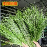 Бесплатная доставка Gansu Beiti выпекать Timori Grass Sturgeon Totoro Totoro Bunny Bunny Rabbit Голландская свинья, федерация мыши доляции