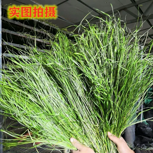 Бесплатная доставка Gansu Beiti выпекать Timori Grass Sturgeon Totoro Totoro Bunny Bunny Rabbit Голландская свинья, федерация мыши доляции