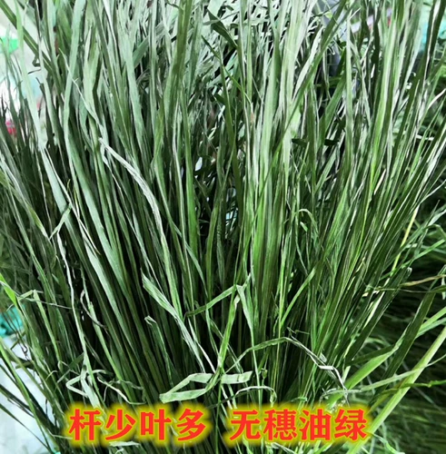 Бесплатная доставка Gansu Beiti выпекать Timori Grass Sturgeon Totoro Totoro Bunny Bunny Rabbit Голландская свинья, федерация мыши доляции