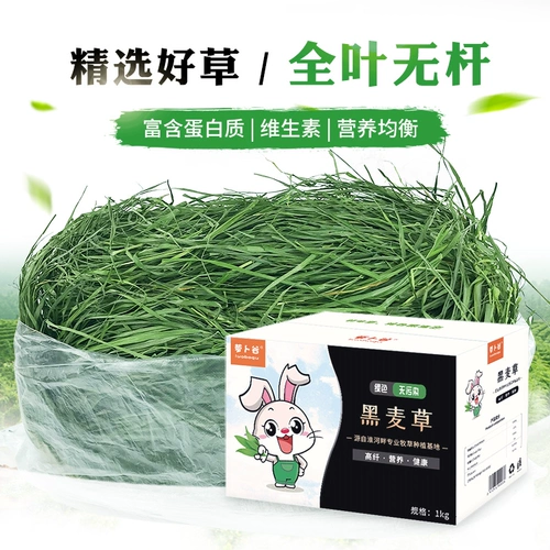 Бесплатная доставка Totoro, кролика Dorch, Dorch Tortle Tortoise, повышение питания и защищает желудочно -кишечную арт -цепа