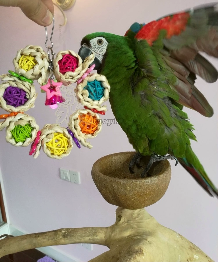 Parrot nibble đồ chơi, sepak takraw garland đầy màu sắc, kim cương, hướng dương, máy màu xám, nguồn cung cấp hoa mẫu đơn Xuanfeng, các thiết bị được đề nghị - Chim & Chăm sóc chim Supplies