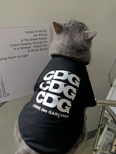 Весна и лето тонкие домашние кошки, короткие голубые и белые голубые кошачьи красавица короткие кошки, лето, Тедди Тедди Баро фана