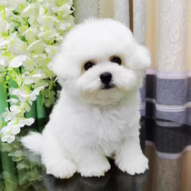 Pure Breed Ratio Bear Puppies Live Real Dogs Big-dog Teddy Dogs Small Dog Teacup Dogs Bombdog White Pet Dogs