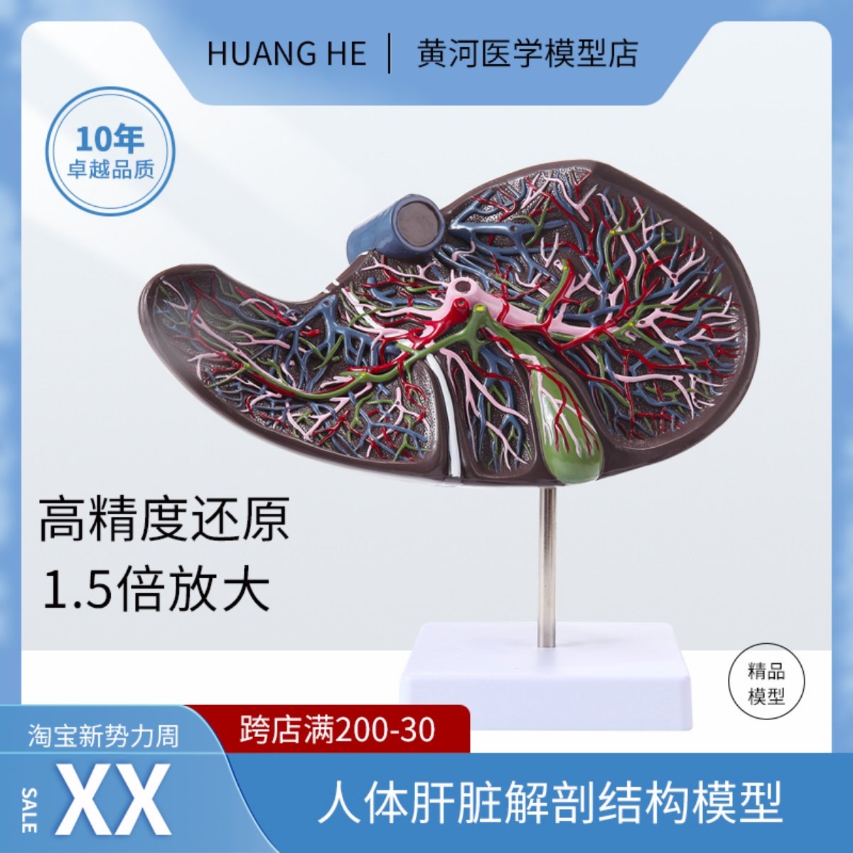 肝脏解剖模型 肝模型 医用 教学模型  肝脏模型 肝模型 解剖模型