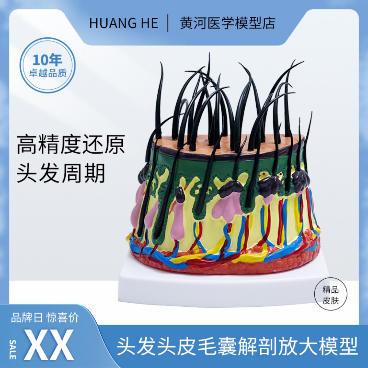 头发生长脱发模型头皮下组织结构放大毛囊血管神经发根教学模型