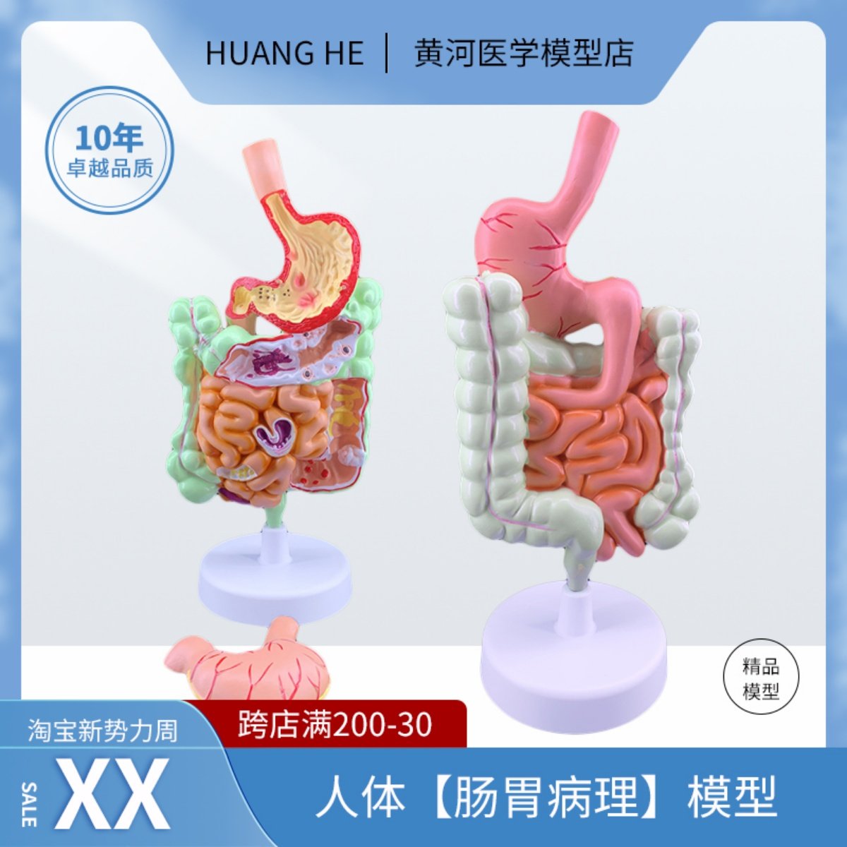人体消化系统解剖模型大肠模型直肠十二指肠内脏肠胃解剖构造模型