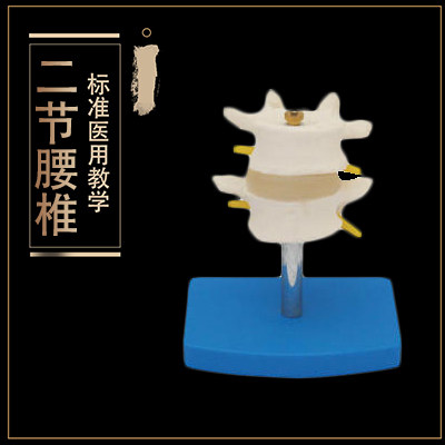 [厂家直销特价]二节脊柱,正常腰椎模型,脊柱骨模型,人体骨骼模型