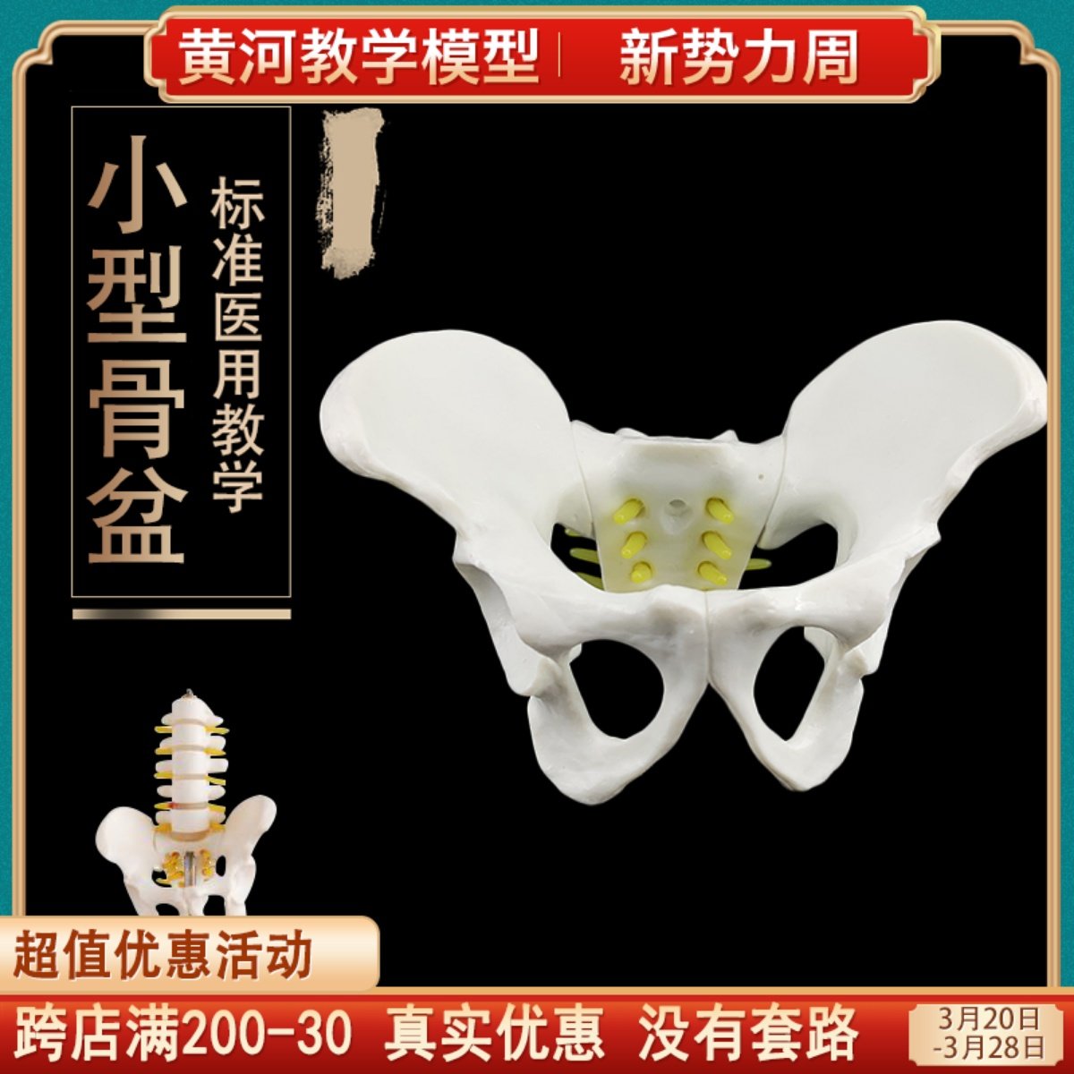 小型五节腰椎带盆骨 附椎间盘神经模型 人体骨骼模型 骨架 模型