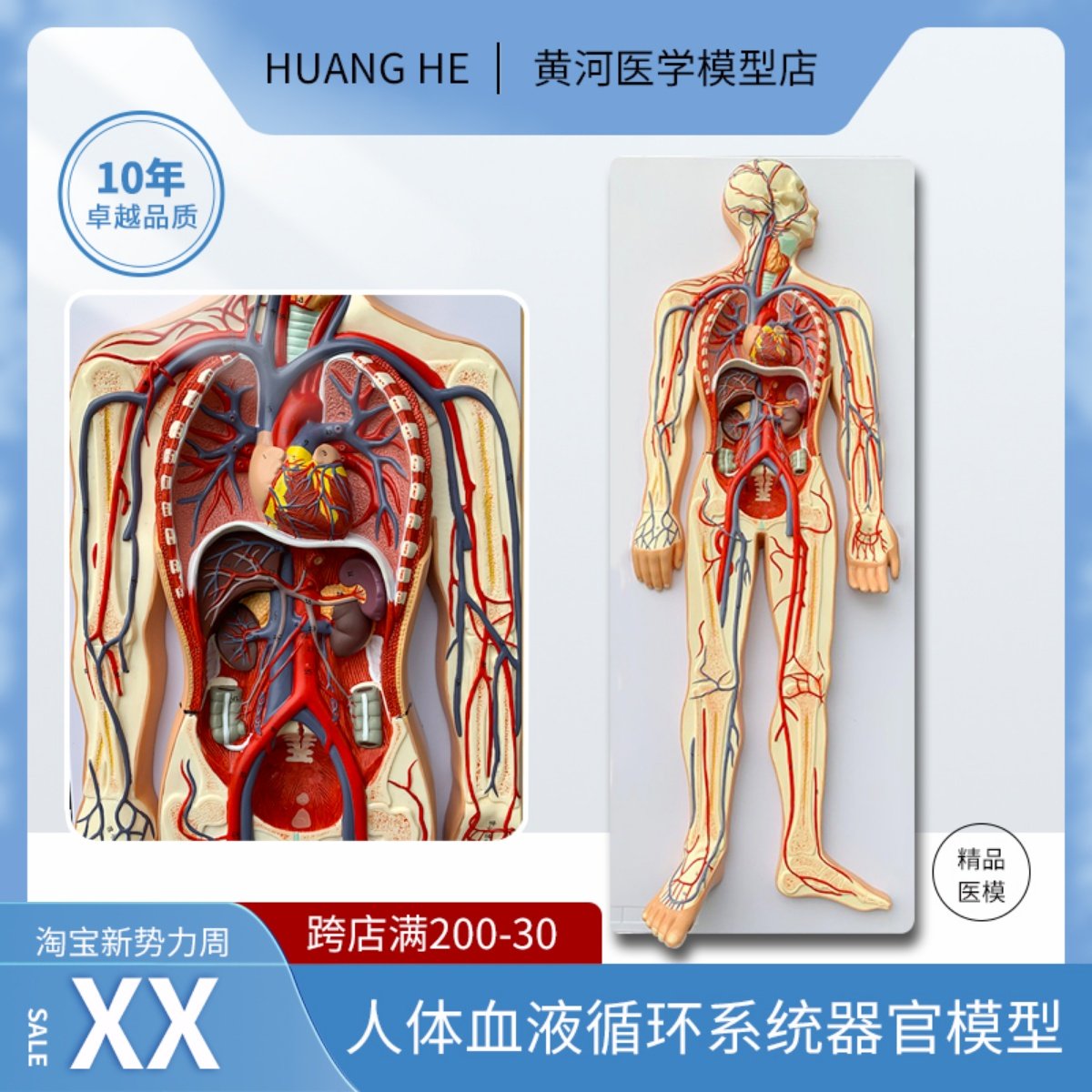 人体血液循环系统模型心脏内脏血管器官解剖模型医院学校用教学具