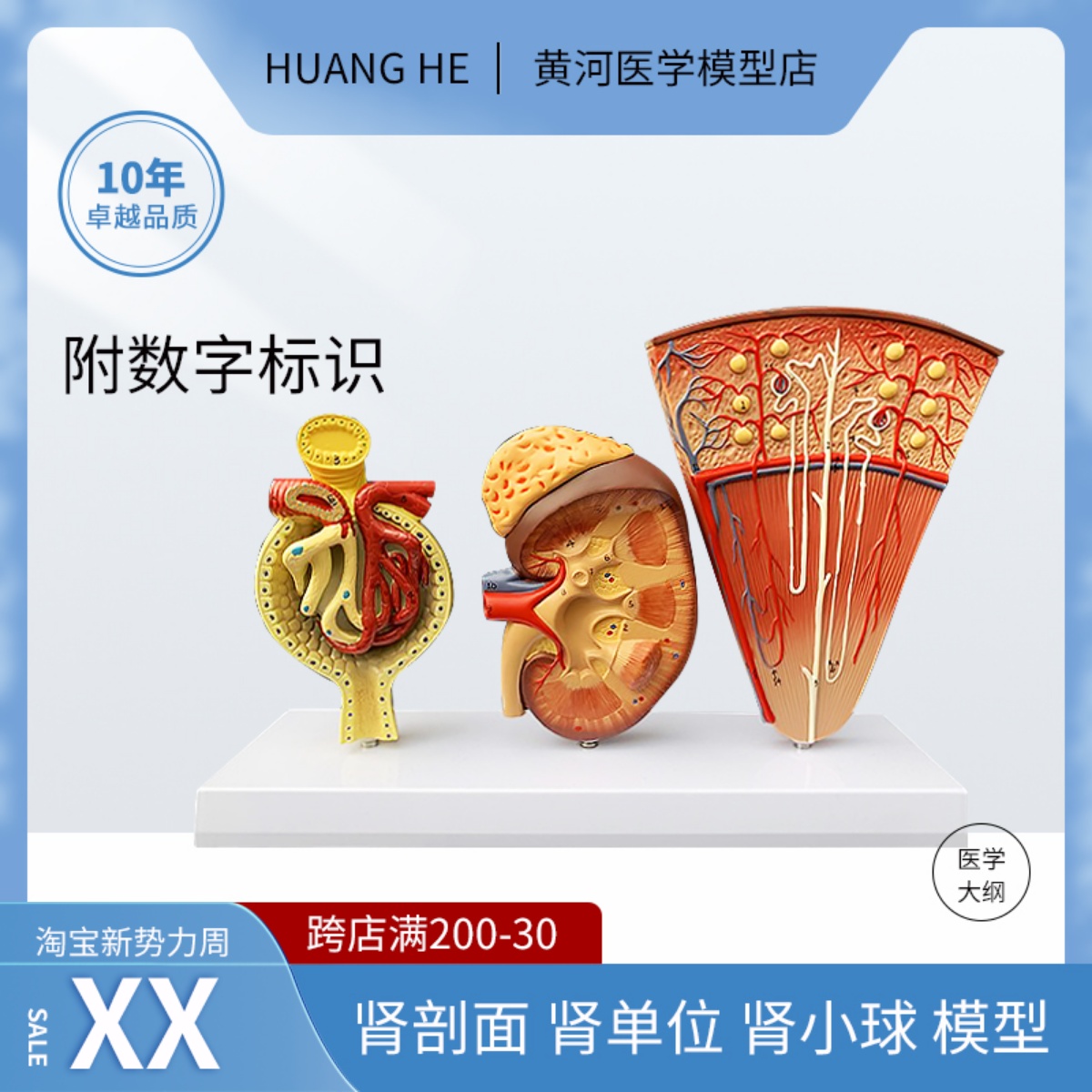 人体模型肾小球肾剖面肾小体内脏器官解剖模型医院学校用教学教具