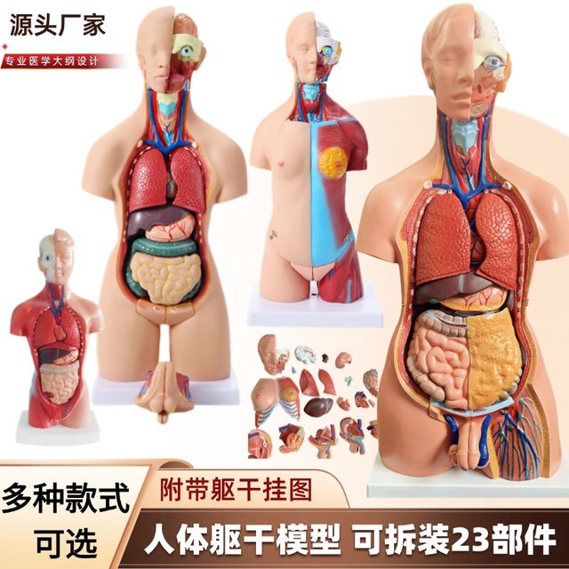 Human torso anatomy model Zhenghe Factory direct delivery